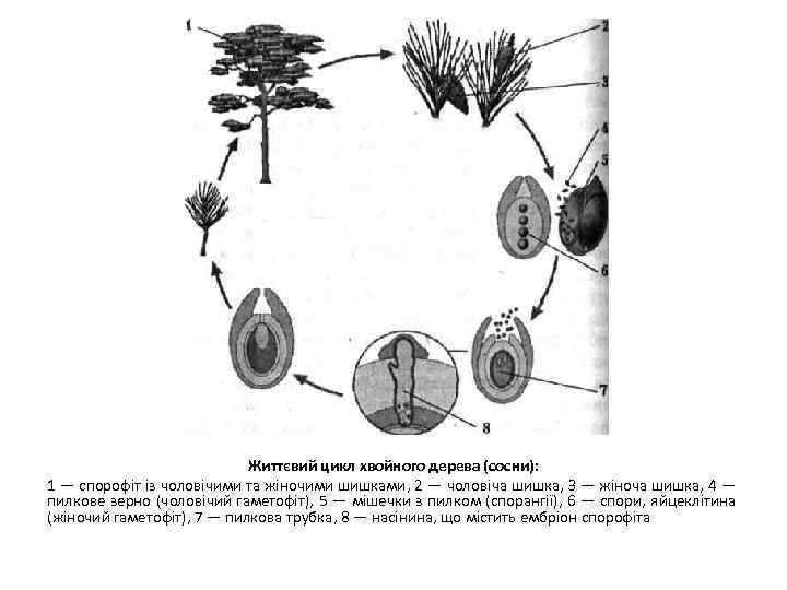 Життєвий цикл хвойного дерева (сосни): 1 — спорофіт із чоловічими та жіночими шишками, 2