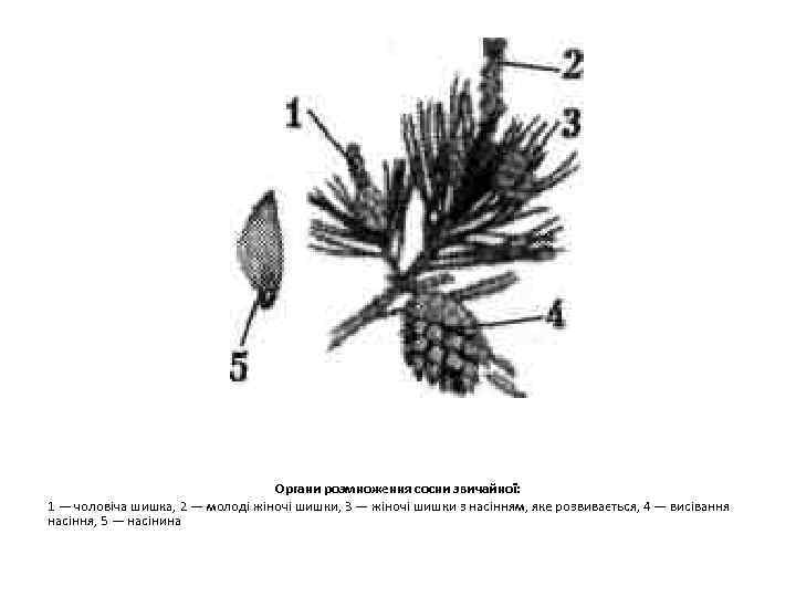 Органи розмноження сосни звичайної: 1 — чоловіча шишка, 2 — молоді жіночі шишки, 3