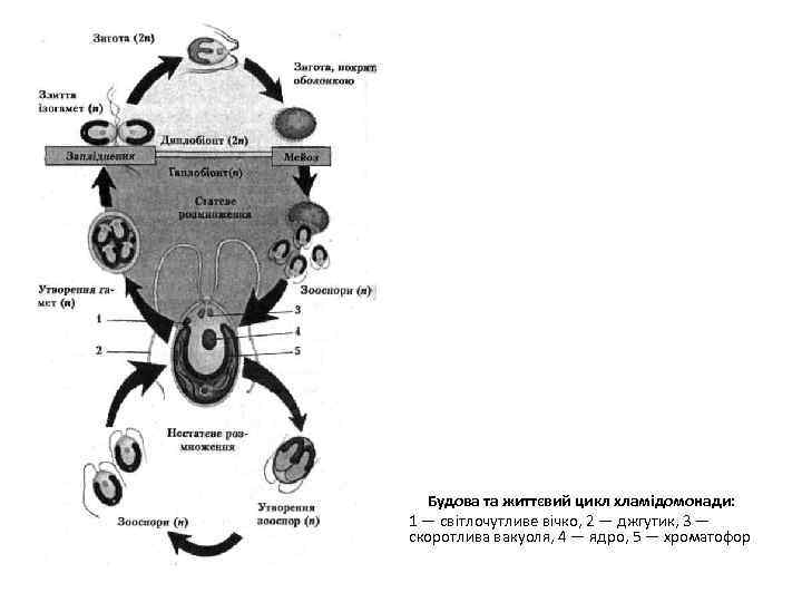 Будова та життєвий цикл хламідомонади: 1 — світлочутливе вічко, 2 — джгутик, 3 —