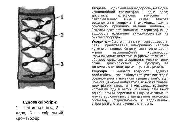 Будова спірогіри: 1 — клітинна стінка, 2 — ядро, З — спіральний хроматофор Хлорела