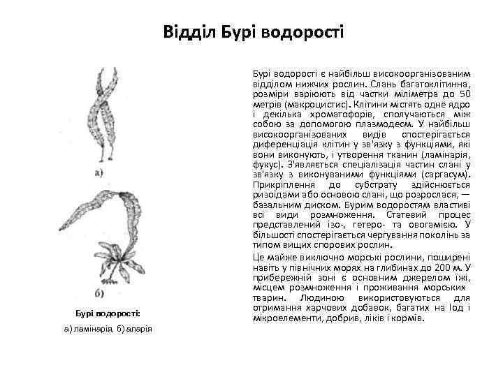 Відділ Бурі водорості: а) ламінарія, б) аларія Бурі водорості є найбільш високоорганізованим відділом нижчих