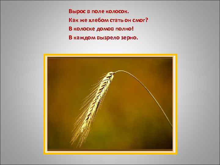 Вырос в поле колосок. Как же хлебом стать он смог? В колоске домов полно!
