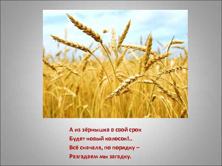 А из зёрнышка в свой срок Будет новый колосок!. . Всё сначала, по порядку