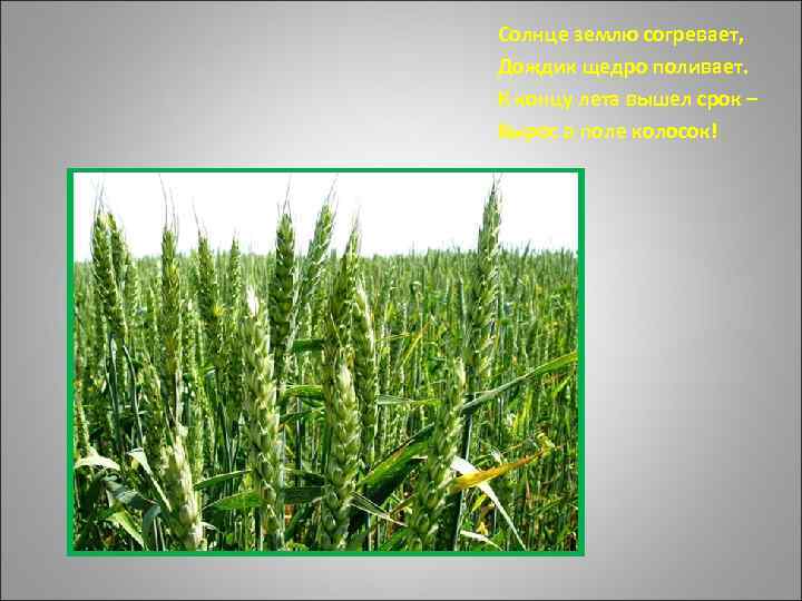 Солнце землю согревает, Дождик щедро поливает. К концу лета вышел срок – Вырос в
