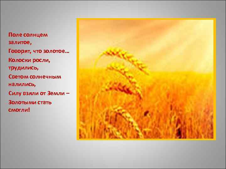 Поле солнцем залитое, Говорят, что золотое… Колоски росли, трудились, Светом солнечным налились, Силу взяли