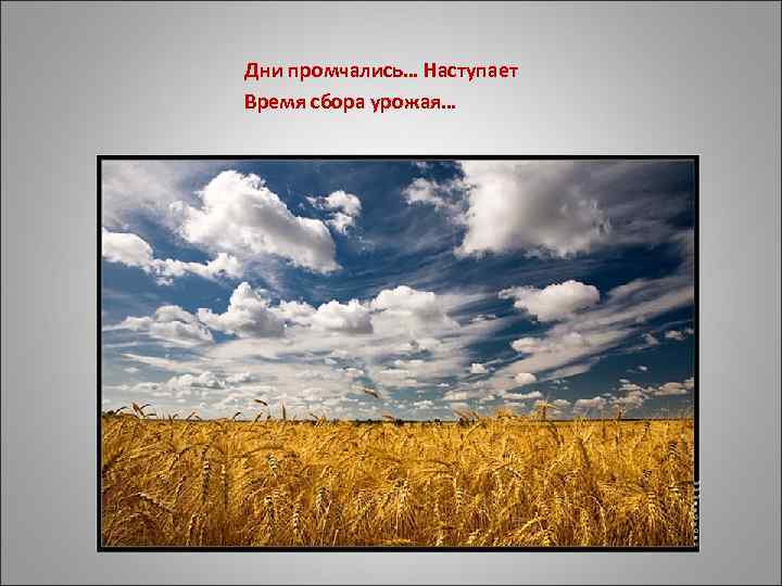 Дни промчались… Наступает Время сбора урожая… 