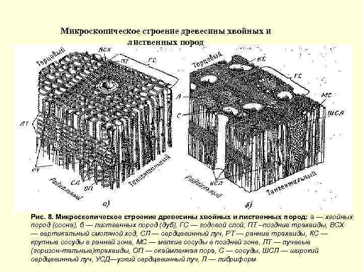 Функциональная анатомия эндокринной системы - презентация онлайн