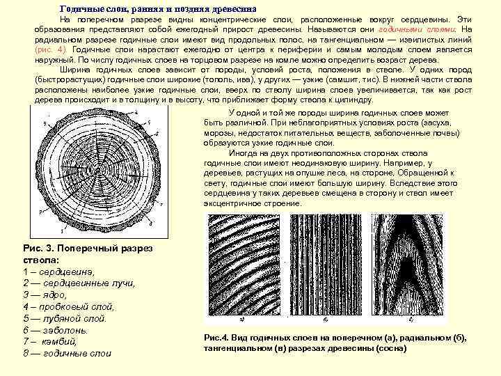 Годичные слои древесины