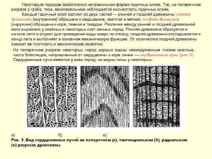 Некоторым породам свойственна неправильная форма годичных слоев. Так, на поперечном разрезе у граба, тиса,