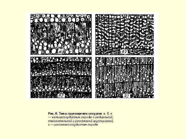  Рис. 6. Типы группировок сосудов: а, б, в — колъцесосудистые породы с радиальной,