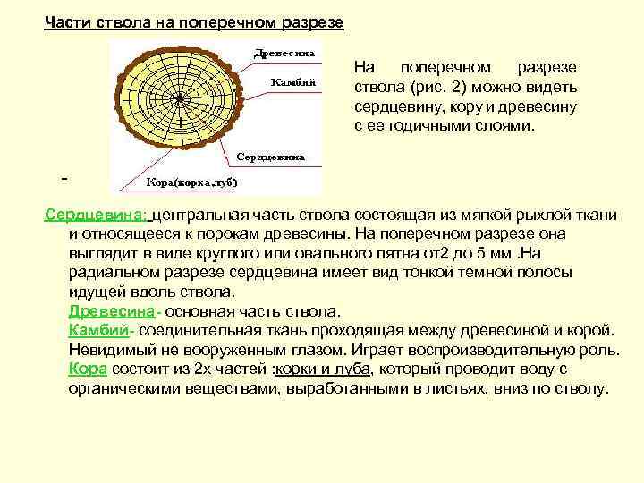 Части ствола на поперечном разрезе На поперечном разрезе ствола (рис. 2) можно видеть сердцевину,