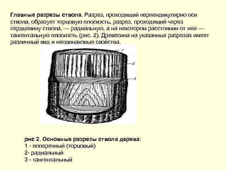 Главные разрезы ствола. Разрез, проходящий перпендикулярно оси ствола, образует торцовую плоскость, разрез, проходящий через