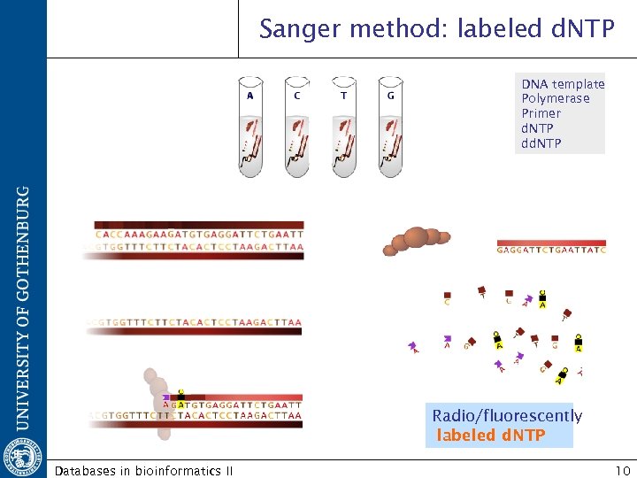 Sanger method: labeled d. NTP DNA template Polymerase Primer d. NTP dd. NTP Radio/fluorescently