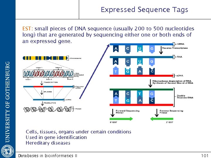 Expressed Sequence Tags EST: small pieces of DNA sequence (usually 200 to 500 nucleotides