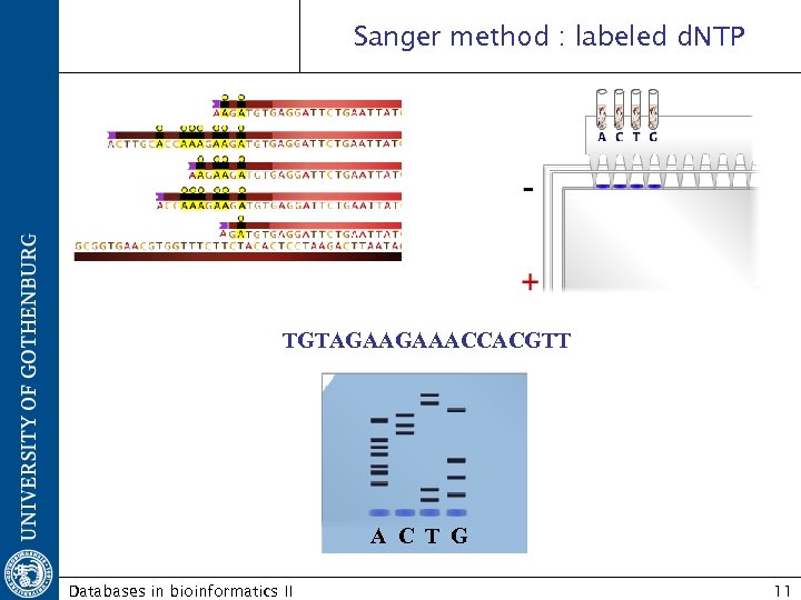 Sanger method : labeled d. NTP TGTAGAAGAAACCACGTT A C T G Databases in bioinformatics