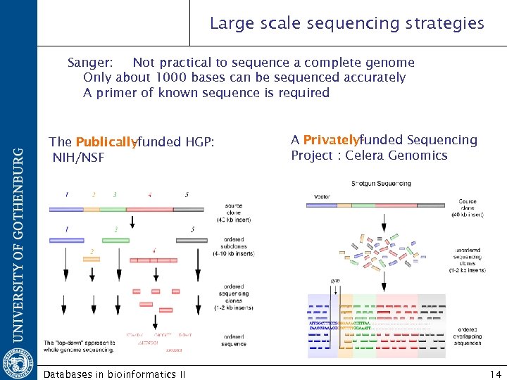 Large scale sequencing strategies Sanger: Not practical to sequence a complete genome Only about