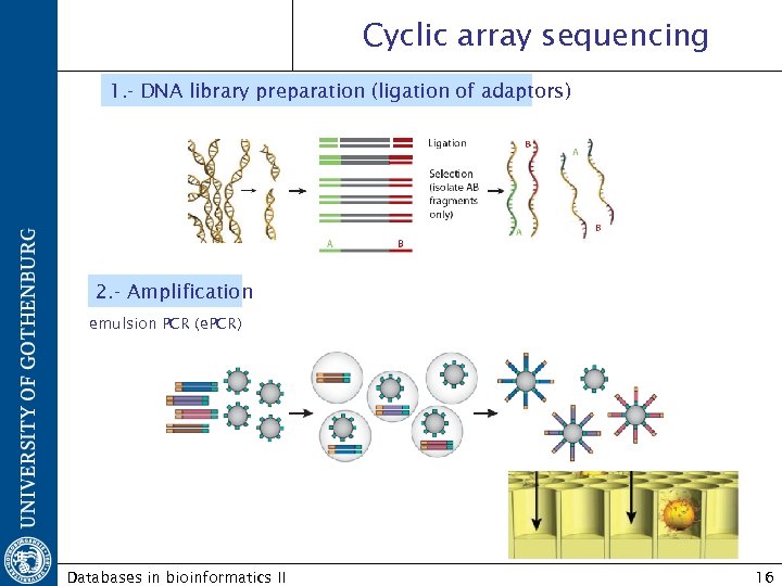 Cyclic array sequencing 1. - DNA library preparation (ligation of adaptors) 2. - Amplification