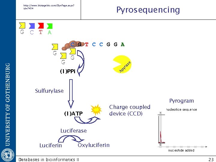 http: //www. biotagebio. com/Dyn. Page. aspx? id=7454 Pyrosequencing A py ra se C G