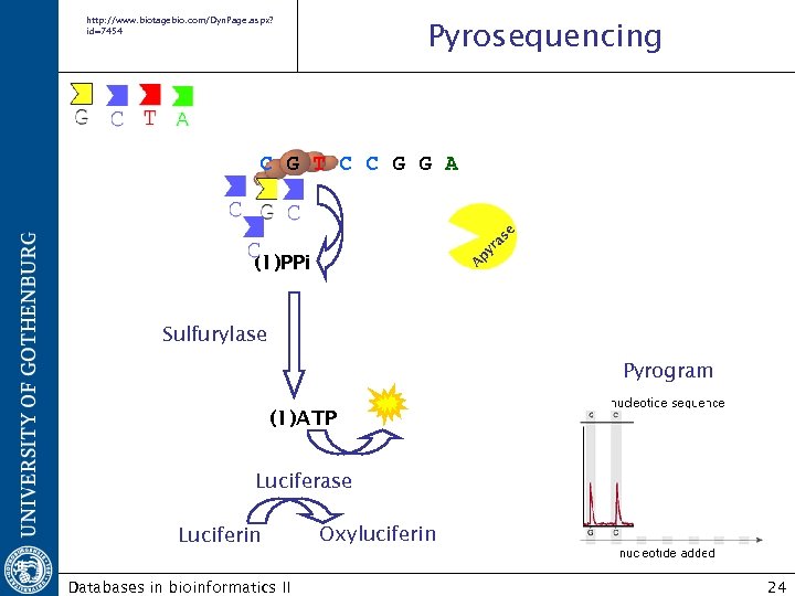 http: //www. biotagebio. com/Dyn. Page. aspx? id=7454 Pyrosequencing A py ra se C G