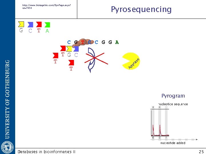 http: //www. biotagebio. com/Dyn. Page. aspx? id=7454 Pyrosequencing A py ra se C G