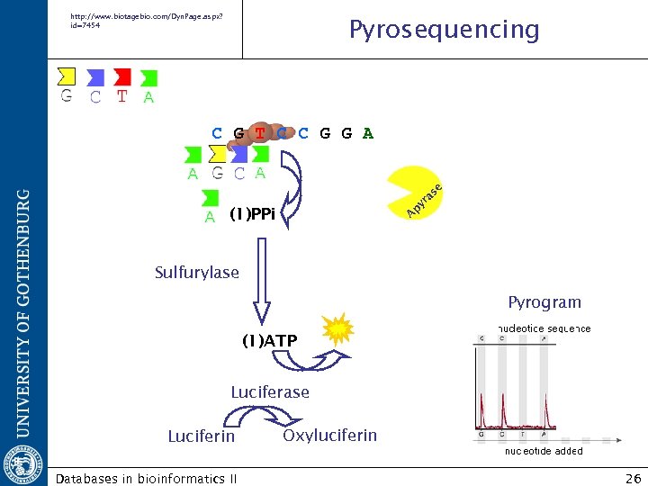 http: //www. biotagebio. com/Dyn. Page. aspx? id=7454 Pyrosequencing A py ra se C G