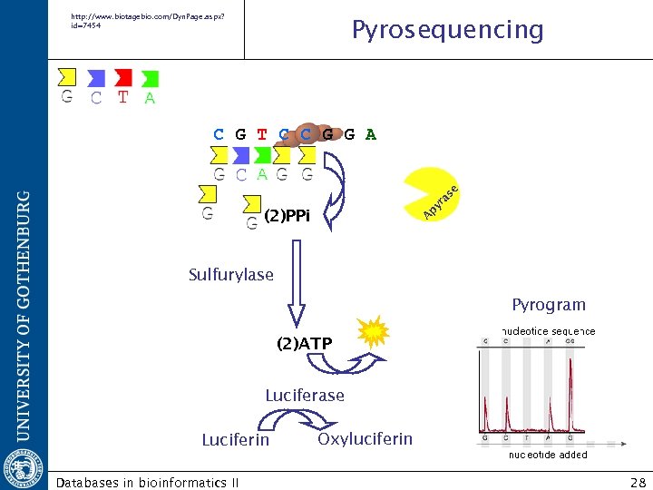 http: //www. biotagebio. com/Dyn. Page. aspx? id=7454 Pyrosequencing A py ra se C G