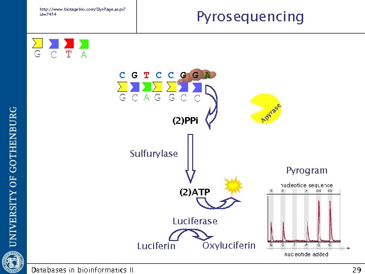 http: //www. biotagebio. com/Dyn. Page. aspx? id=7454 Pyrosequencing A py ra se C G