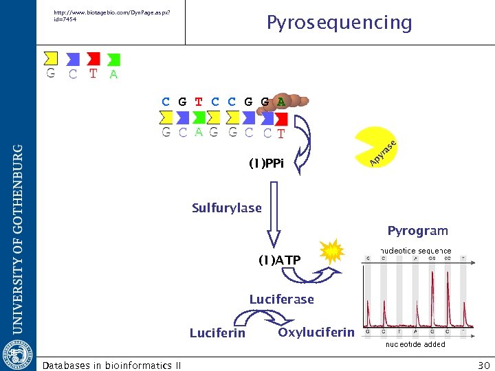 http: //www. biotagebio. com/Dyn. Page. aspx? id=7454 Pyrosequencing (1)PPi A py ra se C