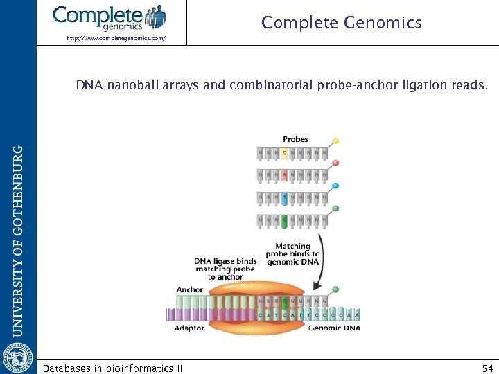 Complete Genomics http: //www. completegenomics. com/ DNA nanoball arrays and combinatorial probe-anchor ligation reads.