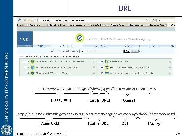 URL http: //www. ncbi. nlm. nih. gov/sites/gquery? term=cancer+stem+cells [Base_URL] [Eutils_URL] [Query] http: //eutils. ncbi.