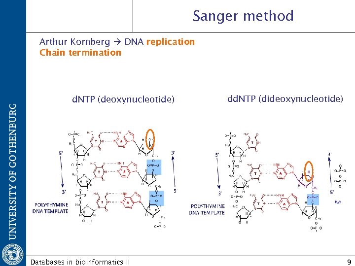 Sanger method Arthur Kornberg DNA replication Chain termination d. NTP (deoxynucleotide) Databases in bioinformatics