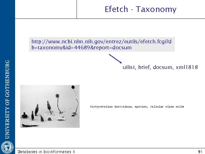 Efetch - Taxonomy http: //www. ncbi. nlm. nih. gov/entrez/eutils/efetch. fcgi? d b=taxonomy&id=44689&report=docsum uilist, brief,