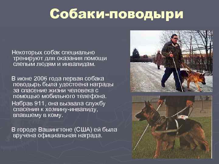 Собаки-поводыри Некоторых собак специально тренируют для оказания помощи слепым людям и инвалидам. В июне