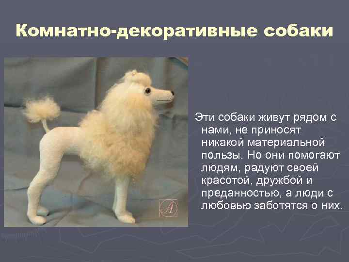 Комнатно-декоративные собаки Эти собаки живут рядом с нами, не приносят никакой материальной пользы. Но