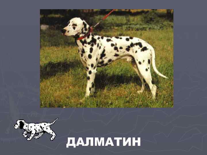 ДАЛМАТИН 