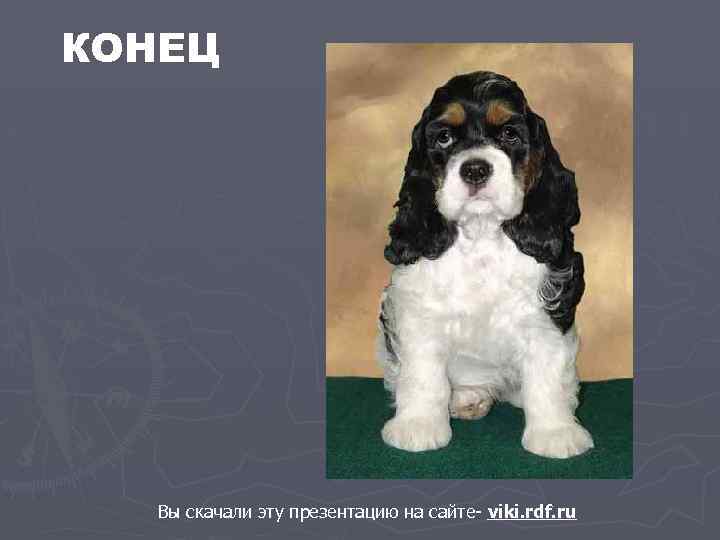 КОНЕЦ Вы скачали эту презентацию на сайте- viki. rdf. ru 