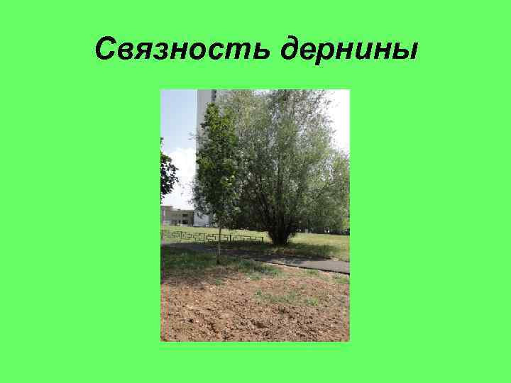 Связность дернины 