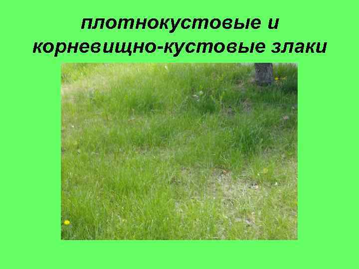 плотнокустовые и корневищно-кустовые злаки 