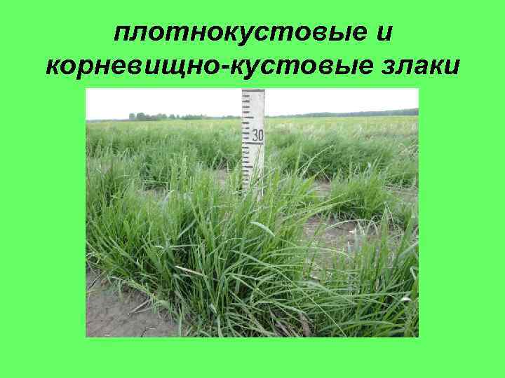 плотнокустовые и корневищно-кустовые злаки 