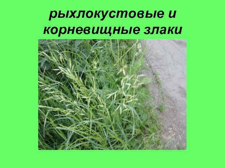 рыхлокустовые и корневищные злаки 