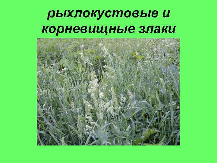 рыхлокустовые и корневищные злаки 