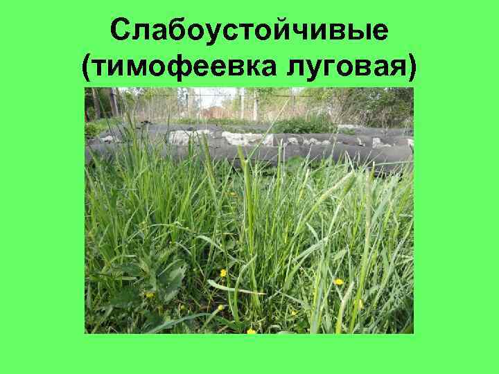 Слабоустойчивые (тимофеевка луговая) 