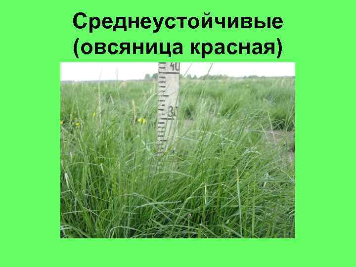 Среднеустойчивые (овсяница красная) 