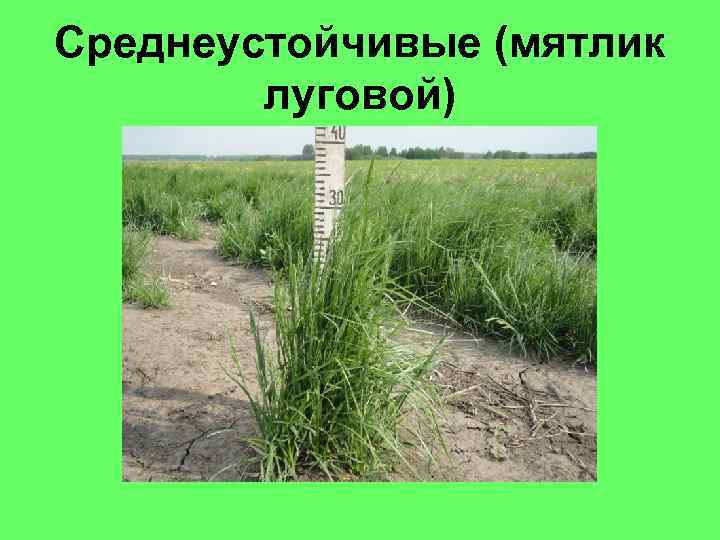 Среднеустойчивые (мятлик луговой) 