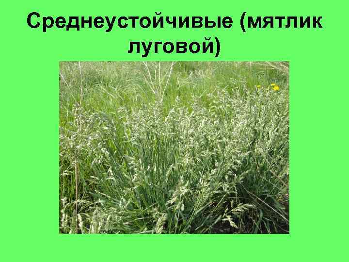 Среднеустойчивые (мятлик луговой) 