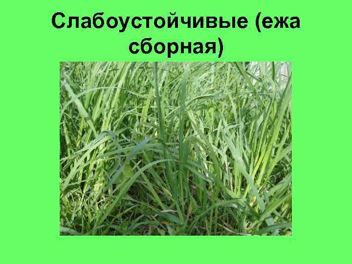 Слабоустойчивые (ежа сборная) 