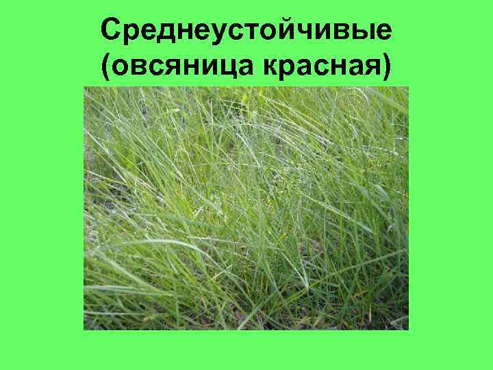 Среднеустойчивые (овсяница красная) 