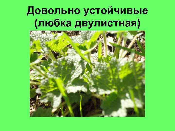 Довольно устойчивые (любка двулистная) 