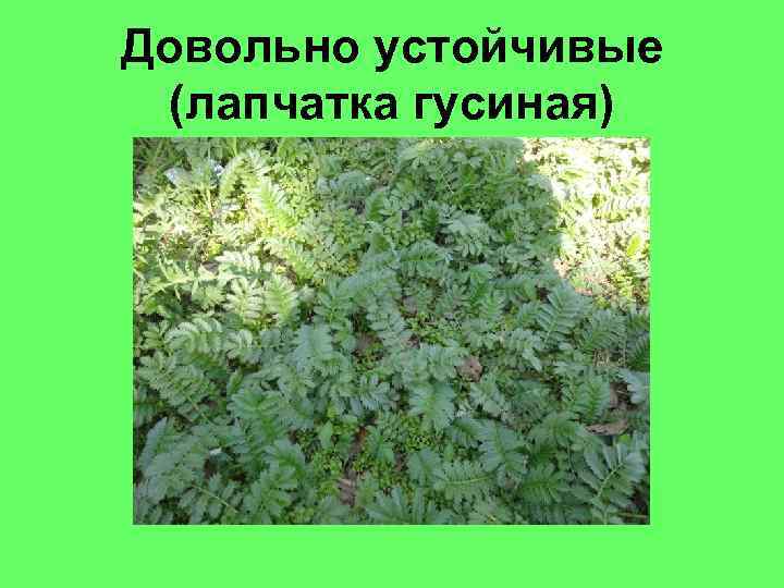 Довольно устойчивые (лапчатка гусиная) 