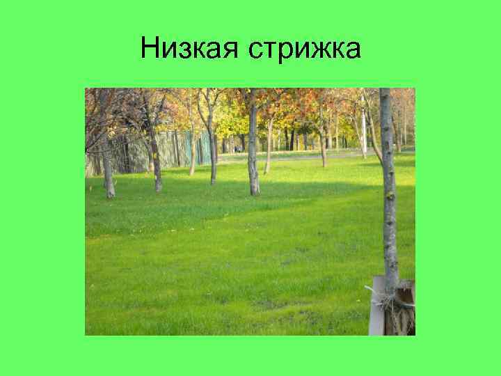 Низкая стрижка 